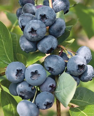 Саженцы Голубика Олле