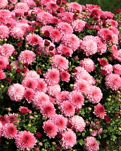 Хризантема мультифлора Молфетта Пинк