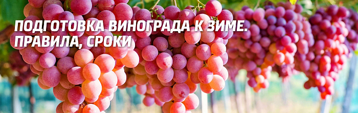Укрытие винограда на зиму: подготовка, правила и сроки Укрытие винограда на зиму: подготовка, правила и сроки
