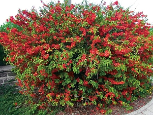 Айва превосходная Клементин