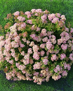 Спирея японская Джапаниз Дварф