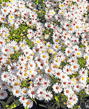 Саженец Астра кустарниковая Аполло