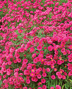 Саженец Астра кустарниковая Дженни