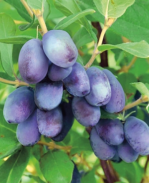 Саженцы Жимолость Строубери сенсейшн