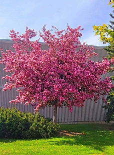 Яблоня декоративная Бренди мэджик