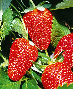 Саженцы Клубники (Земляники) Мурано