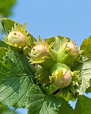 Саженцы Фундук Северный 42