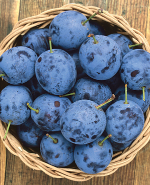 Саженцы Тернослива Ермак