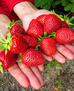 Саженцы Клубники (Земляники) садовой Соловушка