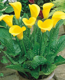 Калла Санклаб Калла Санклаб