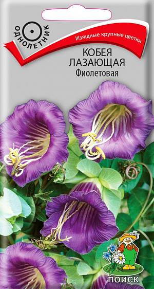 Семена Кобея Лазающая фиолетовая.
Необычное вьющееся растение. Цепляется за опору усиками, образует многочисленные побеги до 3м. Листья перистые. Цветы колокольчатые, диаметром 6-8 см. Цветет с июля до заморозков. 
Агротехника. Растение свето- и теплолюбивое. На плодородных почвах растет быстро, покрывая большую поверхность. Хорошо реагирует на подкормки и полив. Используют для вертикального озеленения, на балконах. При выращивании рассады посевы проводят в конце февраля - начале марта в ящики. Глубина заделки семян 1,5 см. При температуре почвы +18°C всходы появляются на 14-20 день. Сеянцы в фазе первого настоящего листа пикируют по одному в горшочки. Для опоры ставят колышки. В открытый грунт растения высаживают в конце мая – начале июня, выдерживая расстояние между растениями 60-80 см.