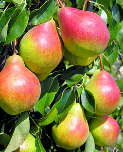 Саженцы Груша колонновидная Даликор