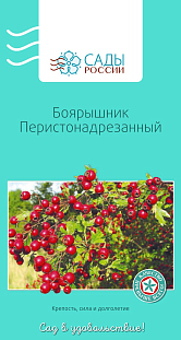 Боярышник перистонадрезанный Боярышник перистонадрезанный