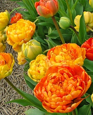 Тюльпан махровый поздний Санлавер