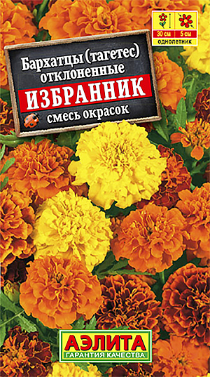 Семена Бархатцы Избранник смесь окрасок.
Раннецветущая, устойчивая к непогоде смесь бархатцев с махровыми соцветиями-корзинками 4-6 см. Кусты прочные, сильноветвистые от основания, высотой 25-30 см, не разваливаются и хорошо держат форму. Цветение с начала июня и до первых осенних заморозков. Растения засухоустойчивые, тепло- и светолюбивые, хорошо растут в маленьком объеме земли. Идеально подходят для выращивания в различных контейнерах, на клумбах, в рабатках, бордюрах и цветниках. 
Агротехника. Выращивают рассадным способом. Посев семян проводят в первой половине апреля. Всходы появляются через 4-8 дней после посева, сеянцы пикируют в фазе одного-двух настоящих листьев. Рассаду высаживают в конце мая-начале июня. Возможен посев в открытый грунт в мае на глубину 1см. Растениям необходимы регулярные поливы, прополки, рыхления и подкормки.