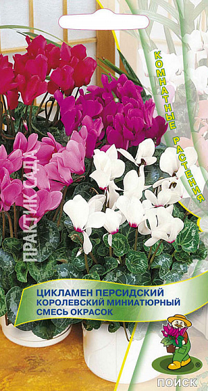 Семена Цикламен персидский Королевский смесь окрасок.
Одно из самых лучших растений для зимнего цветения. Не выше 15 см. Листья мелкие, но очень декоративны. Цветет с ноября по март душистыми красными цветками. Любит прохладу и плохо переносит прямое солнце. Любит прохладу и плохо переносит прямое солнце. Поливают равномерно, обязательно мягкой водой, в поддон. Земляную смесь используют слабокислую, состоящую из листовой земли, перегноя, торфа и песка (3:1:1:1). Семена высевают в сентябре на глубину 0,5-1,0 см, регулярно поливают и содержат в темноте при температуре 18-20°С. Через 30-40 дней, появившиеся всходы переносят на свет. Пикируют после появления двух листочков. По мере роста пересаживают в горшки, присыпая клубень лишь наполовину.