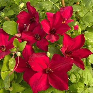 Клематис Джон Хоувеллс