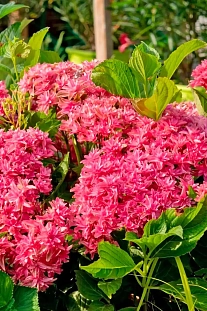 Гортензия крупнолистная Принцесса Диана