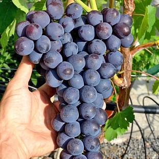 Виноград Райский