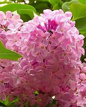 Сирень обыкновенная Калифорния Роуз