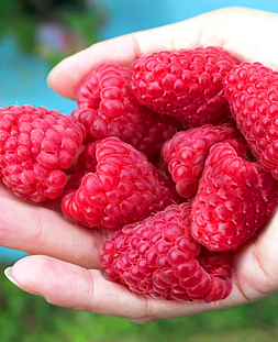 Саженцы Малина Похвалинка