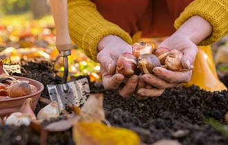 СРОЧНО! Какие луковичные цветы нужно заказать ПРЯМО СЕЙЧАС для посадки в октябре? СРОЧНО! Какие луковичные цветы нужно заказать ПРЯМО СЕЙЧАС для посадки в октябре?