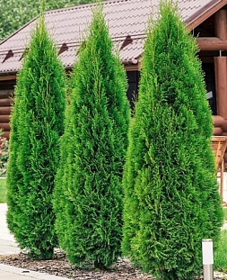 Туя западная Смарагд