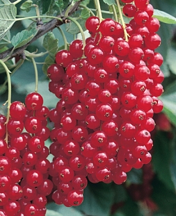 Саженцы Смородина Ненаглядная