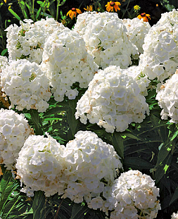 Саженец Флокс метельчатый Уайт адмирал