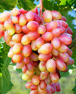 Саженцы Виноград Степановский юбилейный