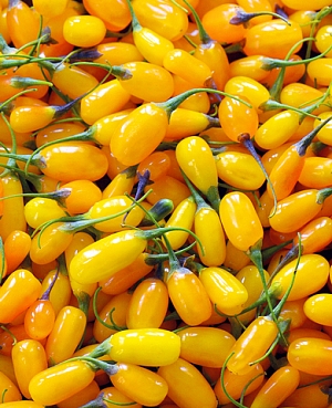 Дереза Сладкий янтарь