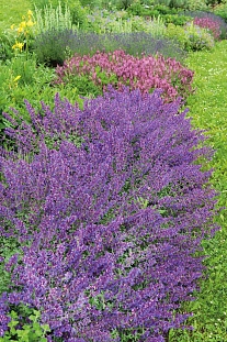 Котовник Фассена