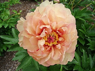 Пион ИТО-гибрид Мэджикал Мистери Тур