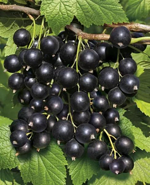 Саженцы Смородина черная Синегорье