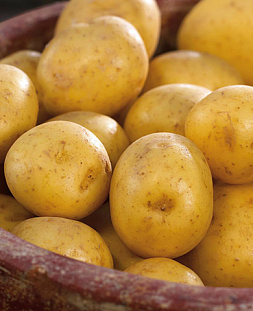 Семенной Картофель Гала