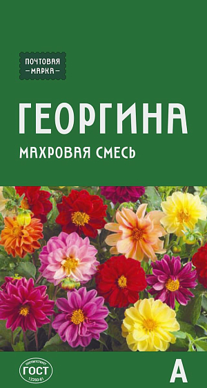 Семена Георгина переменчивая (махровая смесь)

Жизнерадостная и стойкая смесь раннецветущих георгинов. Растения невысокие, компактные, с крупными, до 8 см, махровыми соцветиями разнообразных окрасок. Цветение продолжительное, обильное, до заморозков. Прекрасное украшение для вазонов, балконных ящиков, бордюров и клумб. Для продления цветения увядшие соцветия необходимо срезать.