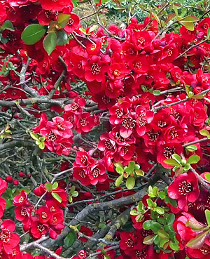 Саженцы Айва великолепная Елли Моссел