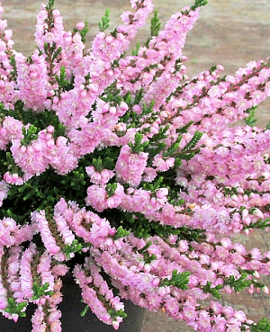 Вереск обыкновенный Раднор