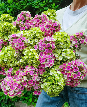 Флокс метельчатый гибридный Набор Оркид