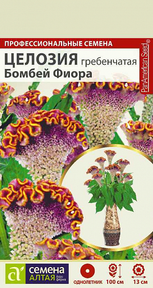 Многолетнее растение, в культуре выращиваемое как однолетник. Имеет компактный куст, достигающий в высоту 70-100 см. Мелкие цветки собраны в эффектное массивное махровое соцветие с извилинами по верхнему краю, напоминающее по форме петушиный гребень. Чрезвычайно привлекательны ярко окрашенные розово-жёлтые гребни. Оттенок гребня и листвы приобретает более насыщенную окраску при высадке растений в открытый грунт. Целозия широко применяется для посадки в различные цветники, является прекрасным материалом для составления зимних букетов.