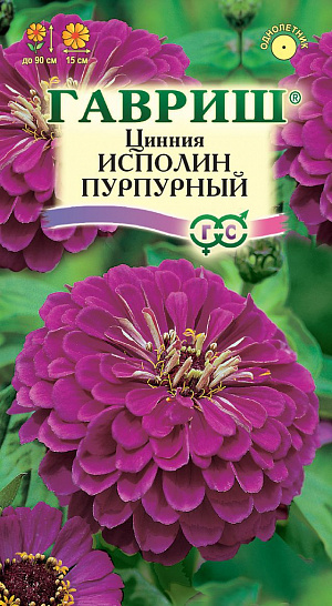 Семена Цинния Исполин Пурпурный. <br>
 <br>
 Серия высокорослых крупноцветковых цинний для элитного оформления сада. Отличается чрезвычайно обильным и продолжительным цветением, прочными ветвящимися цветоносами, чистыми и стойкими к выгоранию тонами соцветий. Формирует приподнятые, разветвленные кусты высотой до 90 см. Соцветия георгиновидные, крупные, пурпурные, 15 см в диаметре, с высокой устойчивостью к неблагоприятным погодным условиям. Цветет с июня до заморозков. Циннии светолюбивы, засухоустойчивы и теплолюбивы; отзывчивы на полив, без длительного полива снижается интенсивность цветения и уменьшается размер соцветий. Выращивают рассадным способом. Семена высевают в апреле. Всходы появляются через 4-6 дней. В начале июня растения высаживают на расстоянии 20 см.<br>
 <br>
 <iframe width="405" height="720" src="https://www.youtube.com/embed/c4B4_YO8Rnw?feature=oembed" frameborder="0" allow="accelerometer; autoplay; clipboard-write; encrypted-media; gyroscope; picture-in-picture; web-share" allowfullscreen="" title="Цинния Исполин Пурпурный">
</iframe> <br>