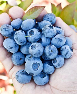 Саженцы Голубика Шантеклер