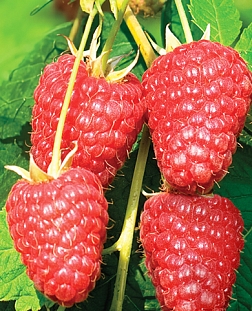 Саженцы Малина Амира