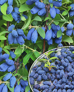 Саженцы Жимолость Бореалис