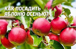 Как посадить яблоню осенью – правила, рекомендации и сроки высадки