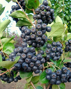 Саженцы Арония Галичанка