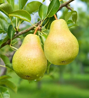 Груша Минеевская