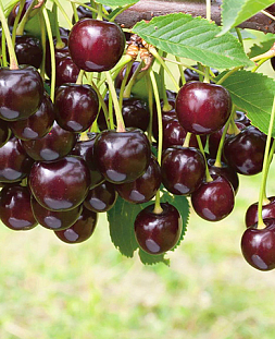 Саженцы Черевишня (дюк) Ночка