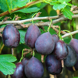 Саженцы Крыжовник Кооператор