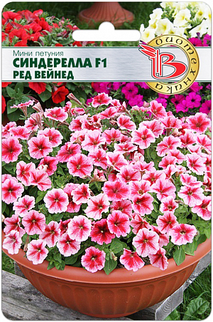 <blockquote>
</blockquote>
 Семена Петуния мини Синдерелла F1 Ред Вейнед.<br>
 Шаровидный куст полностью покрыт многочисленными мини-цветочками диаметром 4-5 см
<div>
 Очень раннее начало продолжительного цветения <br>
 Особенно эффектно мини-петунии смотрятся в горшках <br>
 Необыкновенно изящная петуния. <br>
 Высадка: посев на рассаду производится с февраля по апрель. <br>
 Драже высеваются в рассадные ящики на поверхность подготовленного стерильного субстрата, грунтом не присыпаются. Очень важно, чтобы высеянные драже были постоянно увлажнены и не пересыхали. <br>
 Прорастание: всходы появляются на 14-20 день, при температуре проращивания 18-20°С. <br>
 Пикировка сеянцев в кассеты 3x3 см. в фазе 1-2 настоящих листа. Температура доращивания 16-17°С. С апреля по май производится пересадка в горшки диаметром 9 см. В горшках доращивание производится при температуре 12-16°С. Такая температура позволяет получить хорошо развитую коренастую рассаду. <br>
 Грунт: должен быть легкий, с высоким содержанием питательных веществ и иметь значение рН 5,5-6. <br>
 Высадка в грунт: производят, когда полностью минует угроза заморозков. <br>
 Удобрение: петуния требовательна к содержанию питательных веществ. Подкормки проводятся комплексным минеральным удобрением, содержащим микроэлементы. <br>
 Характерная особенность группы мини-петуний интенсивно ветвящийся кустик, формирующий очень большое количество цветоносов
</div>
<p>
</p>